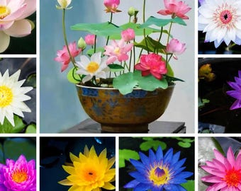 Lotus Seeds 20Pcs , Mixed Colour Flower Seed, Beginner-Friendly Water Bowl Lotus Planting In Water Lotus Seed For Kitchen Garden Pond Bowl Lotus Flower Seeds