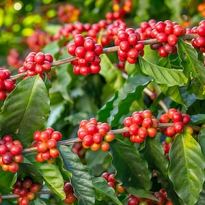 10 Seeds Coffea Arabica, Tropical Coffee Bean Plant,Exotic Indoor Houseplant or Patio Tree,Easy Grow Coffee Tree Seeds,Easy Grow Coffee Tree