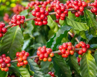 LSL) Exotic Coffea Arabica, Tropical Coffee Bean Tree Shrub