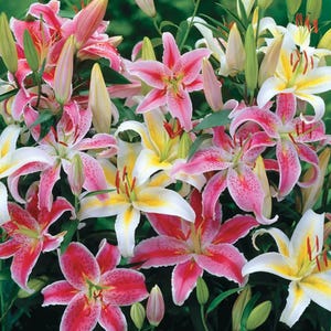 12 Bulbs Lilium Oriental Lily Fragrant Mix,Mixed Fragrant Lilium Varieties,Easy to Grow Summer Blooming Flowers,Large Perennial Flower Bulbs