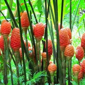 4 Magenta White Desert Rose Seeds, Shampoo Ginger Awapuhi Zingiber Zerumbet Pine Cone Rhizomes Roots Exotic Tropical, Natural Hair Care