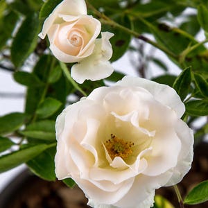 May include: Close-up of two white roses with a soft, creamy hue. The larger bloom is fully open, revealing a yellow center with stamens. The smaller rose is a bud. Green leaves provide a contrasting backdrop.