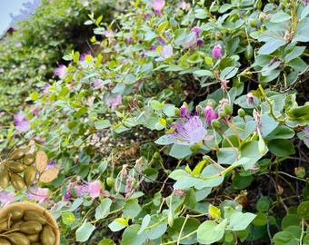 Caper Bush Packet 10g Seeds (Capparis spinosa