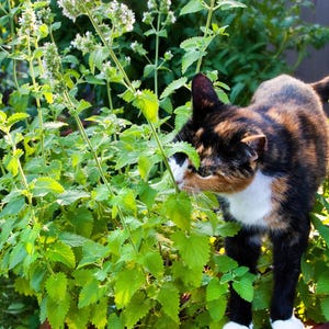 Catnip Seeds, Catnip Herb Seeds, Cat Attractant, Non-GMO, Easy to Grow, High germination, Catmint Seeds, Herb Seeds, Attracts Pollinators