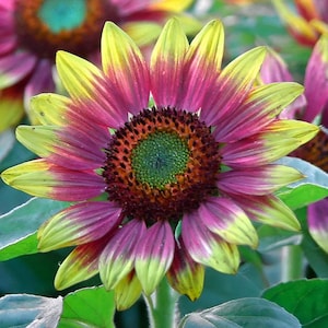 50pcs Rare Purple Heart Sunflower Seeds, Unique Vibrant Blooms, Heirloom, Non-GMO, Stunning Garden Flowers,  Easy to Grow, Heirloom Natural