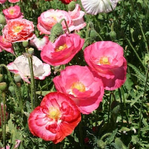 2000 Seeds Poppy Shirley Mixed Double Seeds, Pink Red White Blooms, Annual Cottage Garden Favorite – Easy to Grow & Reseeds