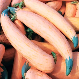May include: Close-up of several light pink squash with blue tips and green stems. The squash have a long, curved shape and are arranged in a pile. The background is filled with more squash in shades of orange and pink.