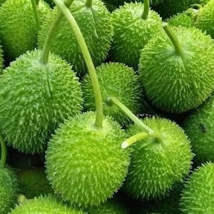 Momordica Dioica Seeds for Planting, Spiny Gourd Vegetable Seeds, Tropical Climbing Vine for Home Garden Growing