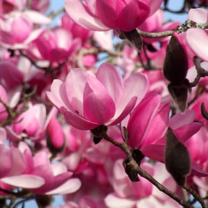 May include: Close-up of pink magnolia flowers in full bloom. The petals are a vibrant pink with a lighter shade towards the center. The flowers are set against a backdrop of other blooms and buds.