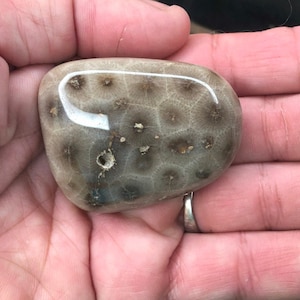 Rare Polished Petoskey Stone &quot;Holy Stone&quot; | 2.3 oz Fossilized Coral from Lake Huron | Unique Fossil Gift, Michigan State Stone