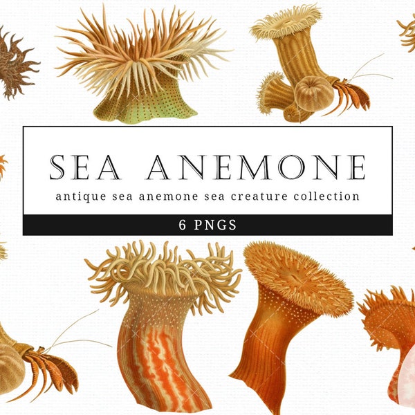 Sea anemone Vintage Sea Animal illustration Clip Art, Clipart, Fussy Cut, Ephemera, collages, Invitations, Decoupage, Wall Art Print