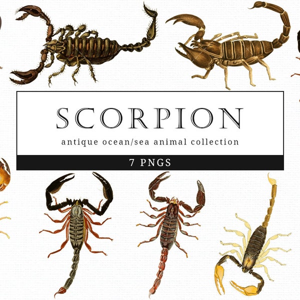 Scorpion  Vintage Animal illustration Clip Art, Clipart, Fussy Cut, Ephemera, collages, Invitations, Decoupage, Wall Art Print