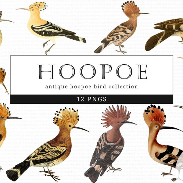 Hoopoe Vintage Bird illustration Clip Art, Clipart, Fussy Cut, Ephemera, collages, Invitations, Decoupage, Wall Art Print