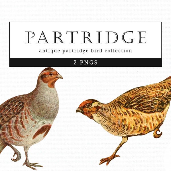Partridge Vintage Bird illustration Clip Art, Clipart, Fussy Cut, Ephemera, collages, Invitations, Decoupage, Wall Art Print