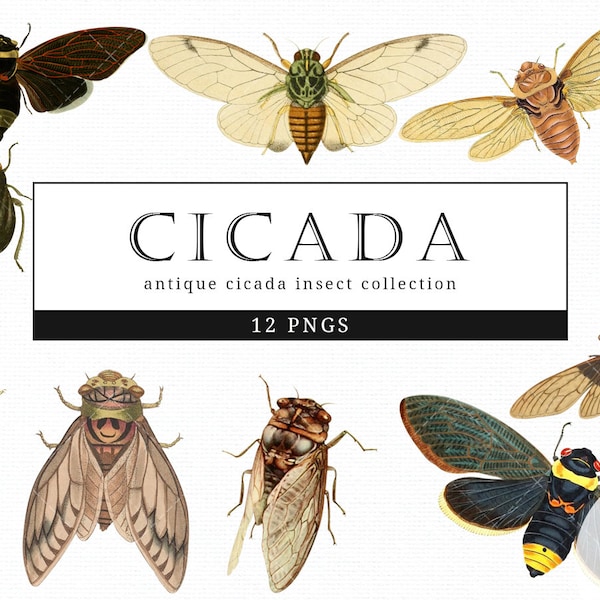 Cicada Vintage Insect illustration Clip Art, Clipart, Fussy Cut, Ephemera, collages, Invitations, Decoupage, Wall Art Print
