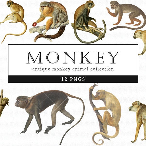 Monkey  Vintage Animal illustration Clip Art, Clipart, Fussy Cut, Ephemera, collages, Invitations, Decoupage, Wall Art Print