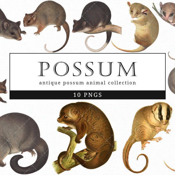 Possum  Vintage Animal illustration Clip Art, Clipart, Fussy Cut, Ephemera, collages, Invitations, Decoupage, Wall Art Print