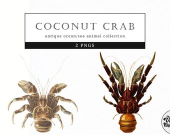 Coconut Crab  Vintage Animal illustration Clip Art, Clipart, Fussy Cut, Ephemera, collages, Invitations, Decoupage, Wall Art Print