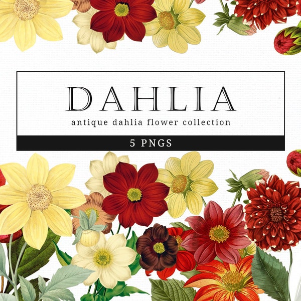 Dahlia Vintage Floral Botanical Clip Art, Clipart, Fussy Cut, Cricut, Junk Journal, Ephemera, Planner, Free Commercial Use Clipart