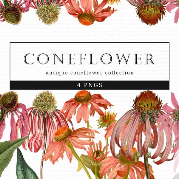 Coneflower Vintage Floral Botanical Clip Art, Clipart, Fussy Cut, Cricut, Junk Journal, Ephemera, Planner, Free Commercial Use Clipart