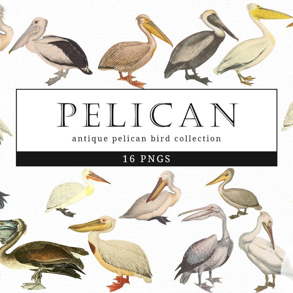 Pelican Vintage Bird illustration Clip Art, Clipart, Fussy Cut, Ephemera, collages, Invitations, Decoupage, Wall Art Print