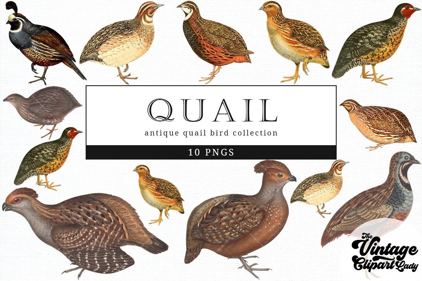 Quail Vintage Bird Illustration Clip Art, Clipart, Fussy Cut, Ephemera,  Collages, Invitations, Decoupage, Wall Art Print - Etsy UK