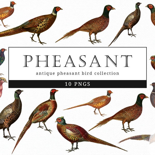 Pheasant Vintage Bird illustration Clip Art, Clipart, Fussy Cut, Ephemera, collages, Invitations, Decoupage, Wall Art Print