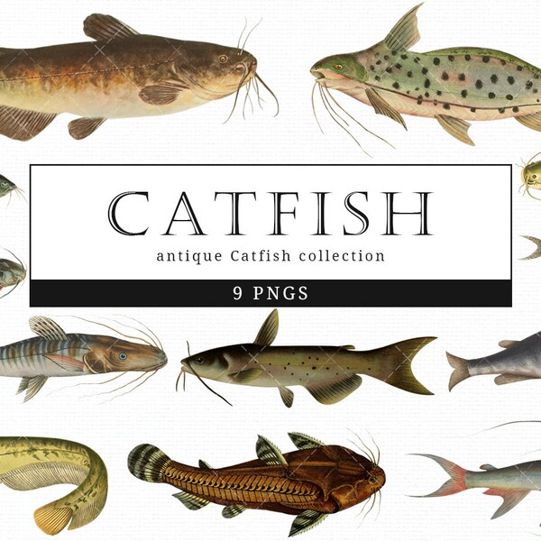 Catfish  Vintage Animal illustration Clip Art, Clipart, Fussy Cut, Ephemera, collages, Invitations, Decoupage, Wall Art Print