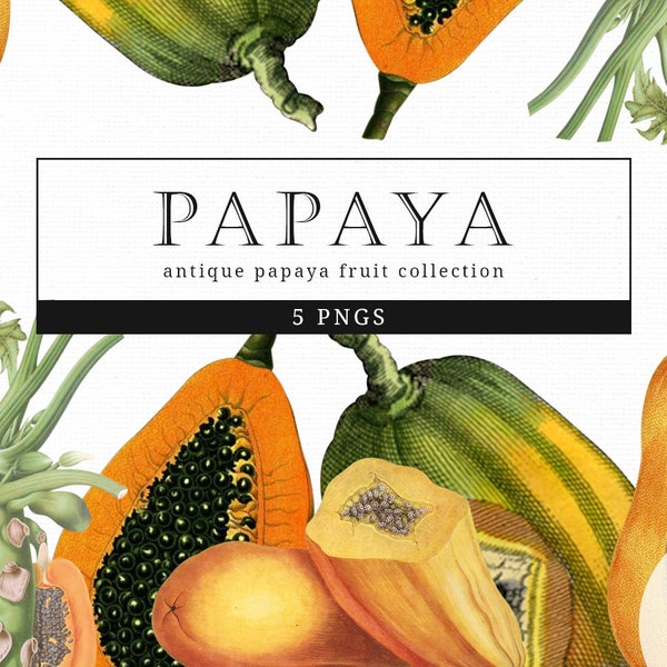Papaya Vintage Fruit Botanical Clip Art, Clipart, Fussy Cut, Cricut, Junk Journal, Ephemera, Planner, Free Commercial Use Clipart