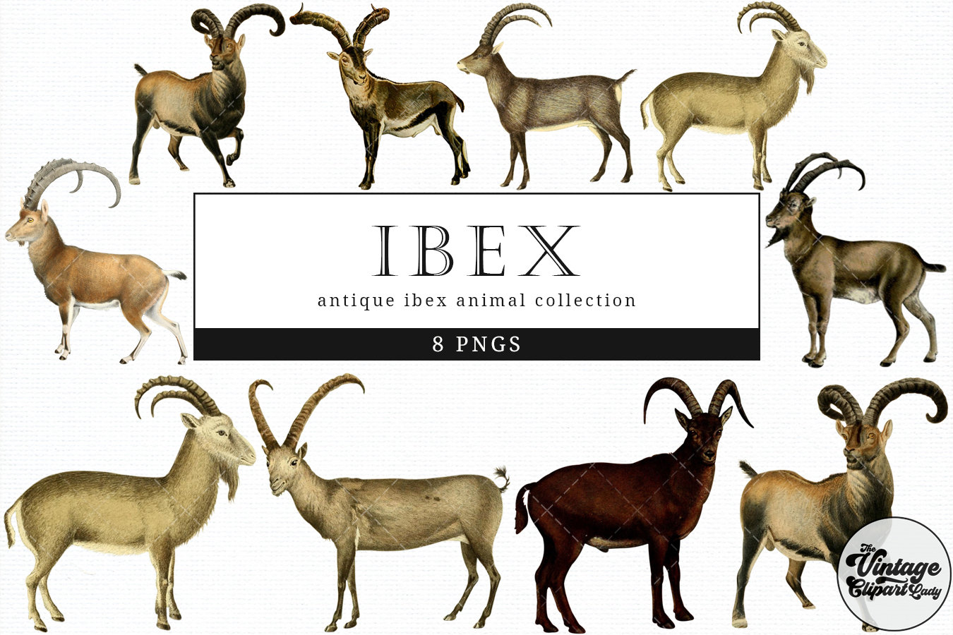 Ibex Vintage Animal Illustration Clip Art Clipart Fussy Cut - Etsy