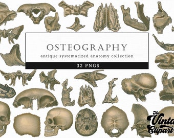 Osteography Vintage Retro Human Body Bones Medical illustration Clip Art, Clipart, Fussy Cut, Anatomy, collages, Invitations, Decoupage