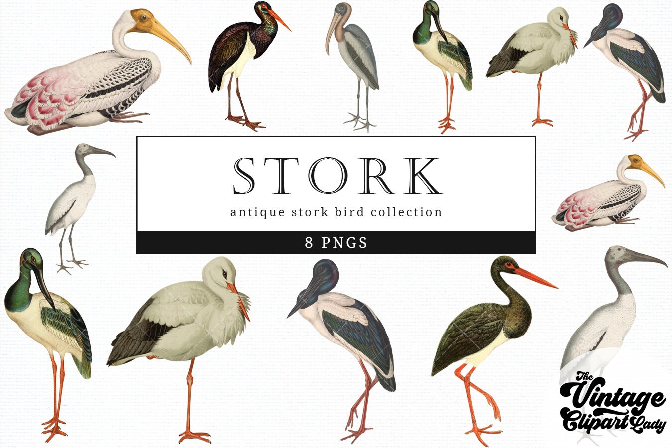Stork Bird Clipart