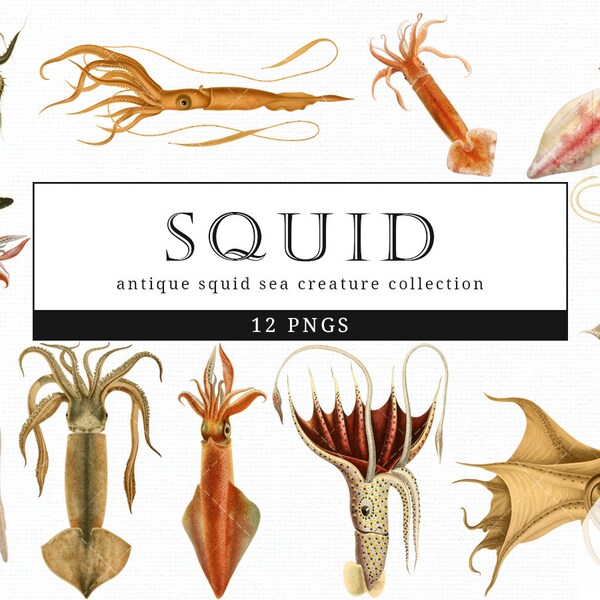 Squid Vintage Sea Animal illustration Clip Art, Clipart, Fussy Cut, Ephemera, collages, Invitations, Decoupage, Wall Art Print