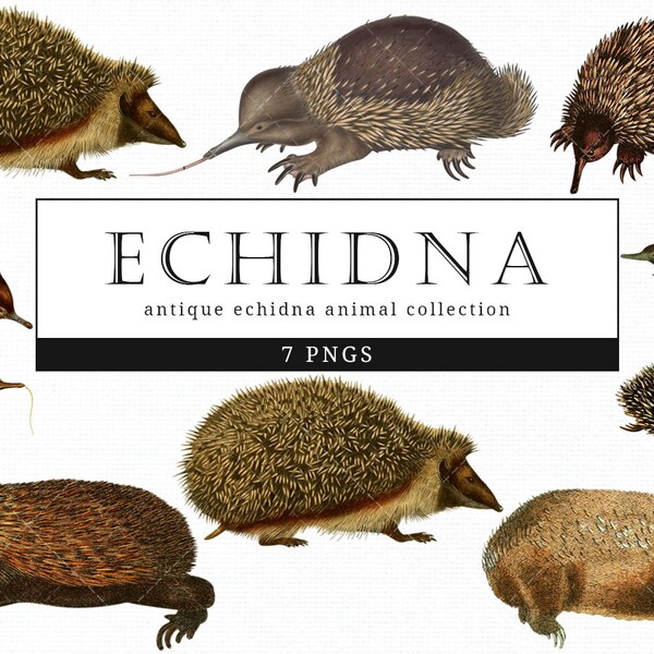 Echidna  Vintage Animal illustration Clip Art, Clipart, Fussy Cut, Ephemera, collages, Invitations, Decoupage, Wall Art Print