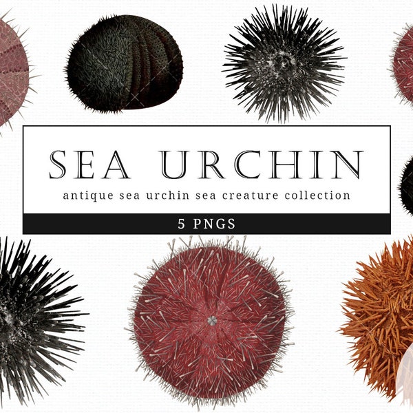 Sea urchin Vintage Sea Animal illustration Clip Art, Clipart, Fussy Cut, Ephemera, collages, Invitations, Decoupage, Wall Art Print