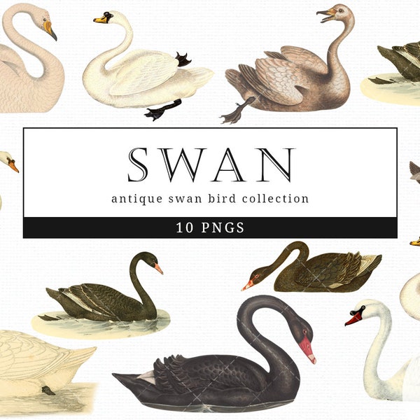 Swan Vintage Bird illustration Clip Art, Clipart, Fussy Cut, Ephemera, collages, Invitations, Decoupage, Wall Art Print