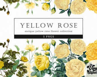 Yellow Rose Vintage Floral Botanical Clip Art, Clipart, Fussy Cut, Cricut, Junk Journal, Ephemera, Planner, Free Commercial Use Clipart