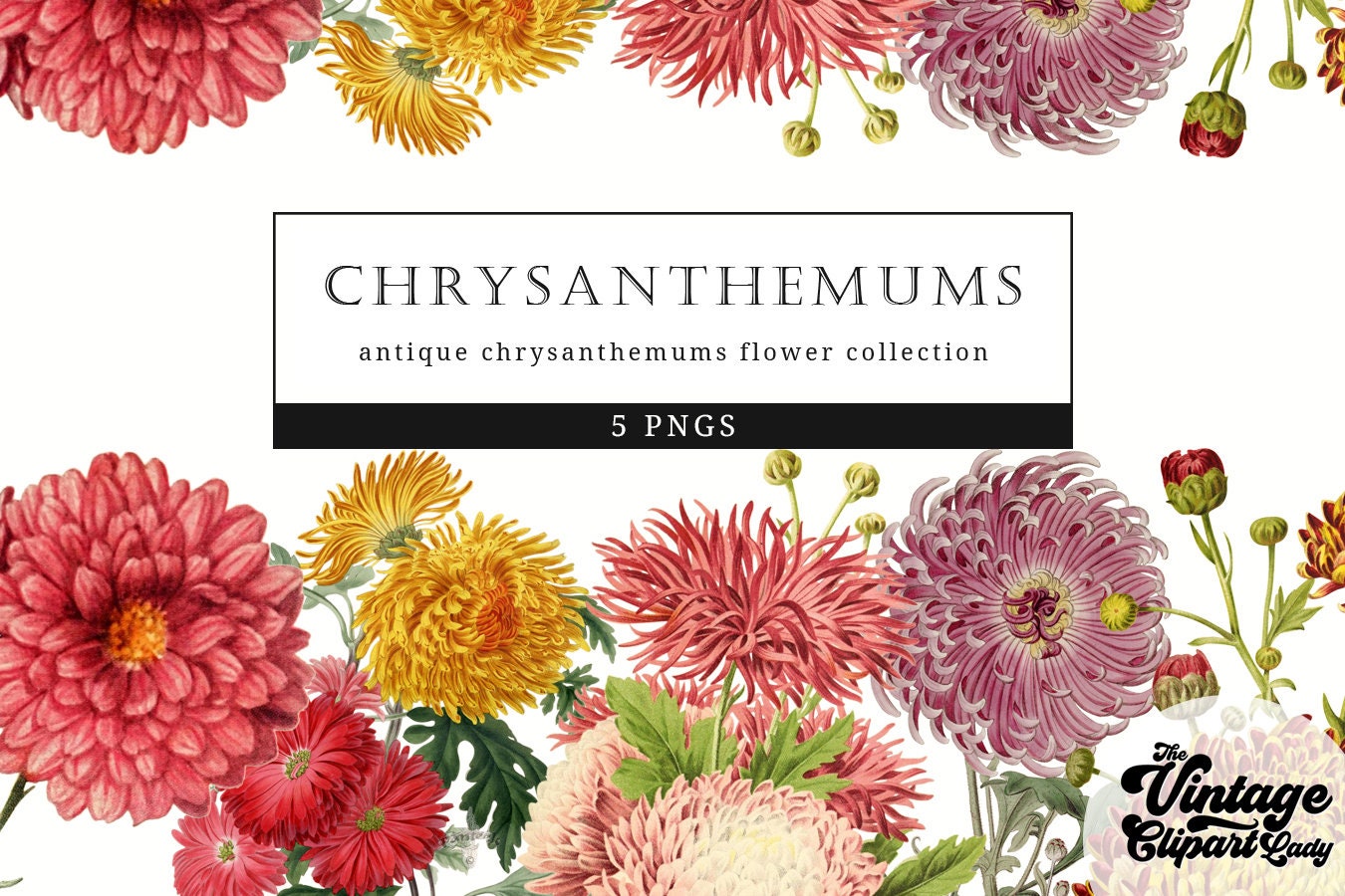 Chrysanthemum Flower Svg File, November Birth Flower Svg