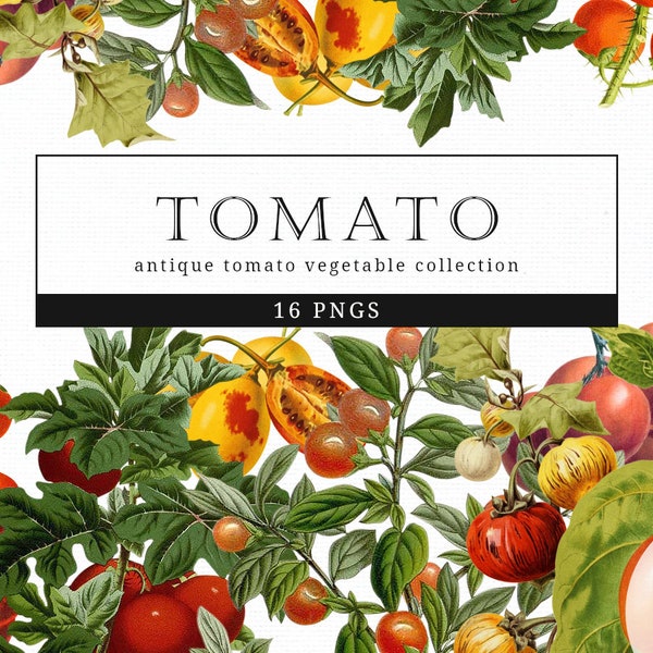 Tomato Vintage Vegetable Botanical Clip Art, Clipart, Fussy Cut, Cricut, Junk Journal, Ephemera, Planner, Free Commercial Use Clipart