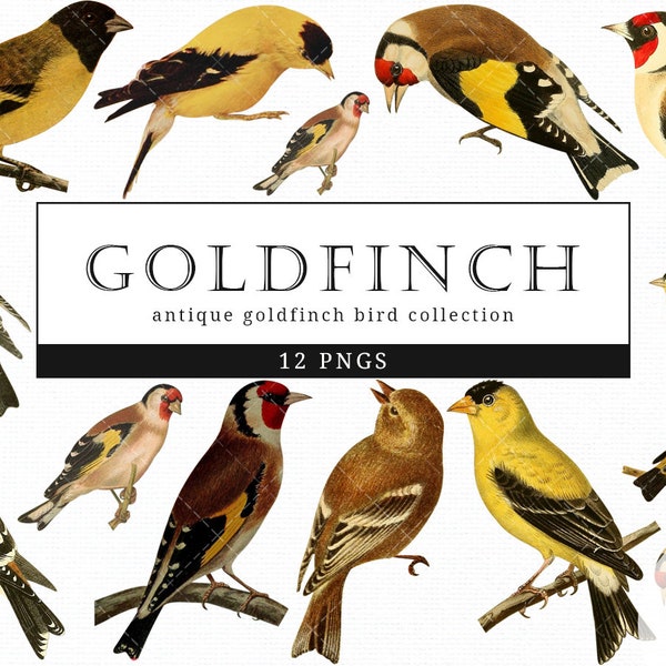 Goldfinch Vintage Bird illustration Clip Art, Clipart, Fussy Cut, Ephemera, collages, Invitations, Decoupage, Wall Art Print