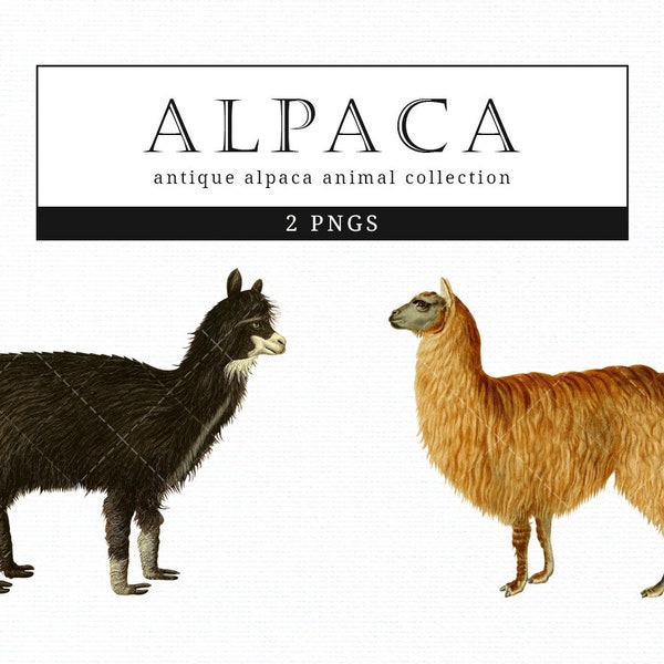 Alpaca  Vintage Animal illustration Clip Art, Clipart, Fussy Cut, Ephemera, collages, Invitations, Decoupage, Wall Art Print