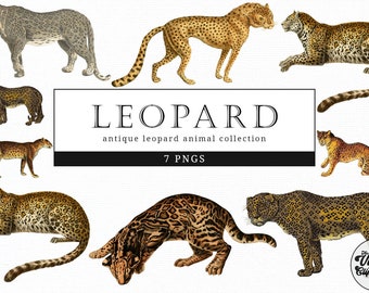 Types Of Leopards List