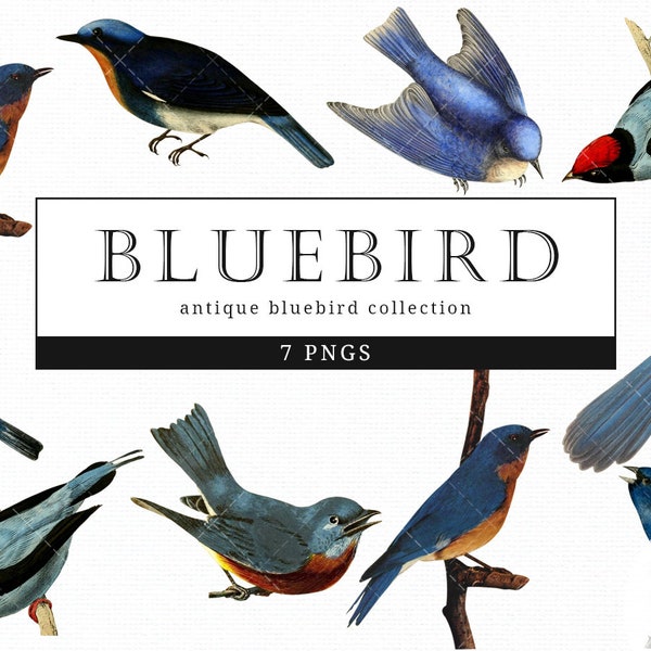 Bluebird Vintage Bird illustration Clip Art, Clipart, Fussy Cut, Ephemera, collages, Invitations, Decoupage, Wall Art Print