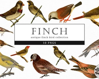 Finch  Vintage Animal illustration Clip Art, Clipart, Fussy Cut, Ephemera, collages, Invitations, Decoupage, Wall Art Print