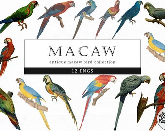 Macaw  Vintage Animal illustration Clip Art, Clipart, Fussy Cut, Ephemera, collages, Invitations, Decoupage, Wall Art Print