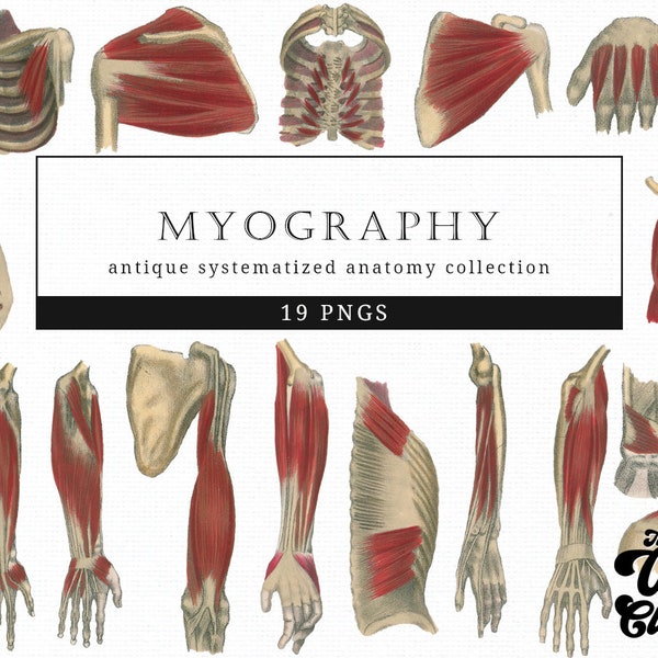 Myography Muscles Vintage Retro Human Body Medical illustration Clip Art, Clipart, Fussy Cut, Anatomy, collages, Invitations, Decoupage