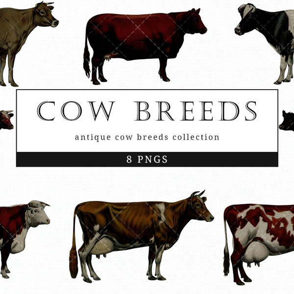 Cow Breeds  Vintage Animal illustration Clip Art, Clipart, Fussy Cut, Ephemera, collages, Invitations, Decoupage, Wall Art Print