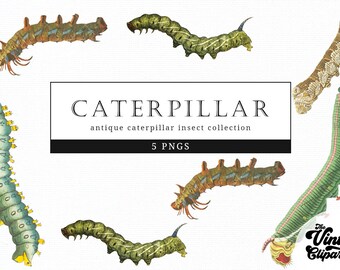 Caterpillar Vintage Insect illustration Clip Art, Clipart, Fussy Cut, Ephemera, collages, Invitations, Decoupage, Wall Art Print