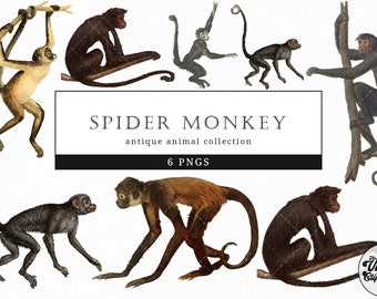 Spider Monkey Vintage Animal Illustration Clip Art Clipart - Etsy Spider Monkey Vintage Animal Illustration Clip Art Clipart - Etsy