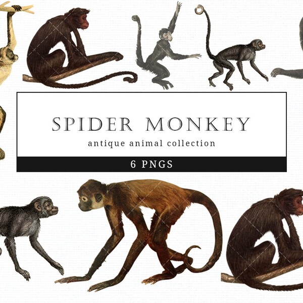 Spider Monkey  Vintage Animal illustration Clip Art, Clipart, Fussy Cut, Ephemera, collages, Invitations, Decoupage, Wall Art Print